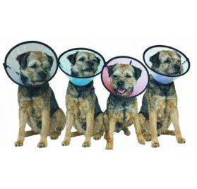 Collares Isabelinos SMART