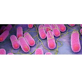 TINCION GRAM 250ml KIT