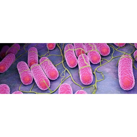 TINCION GRAM 250ml KIT