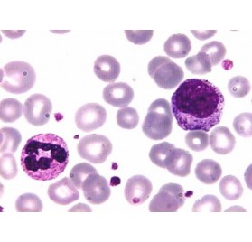 Tincion May-Grünwald 250ml