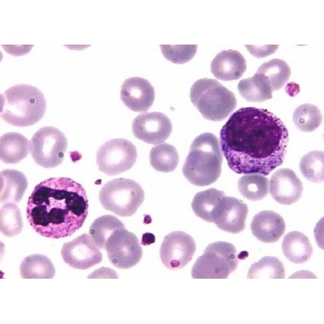 Tincion May-Grünwald 250ml