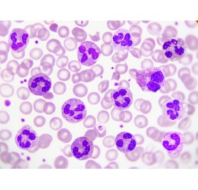 TINCION DE GIEMSA 250ml