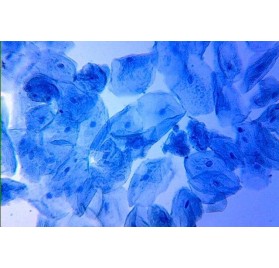 Tincion May-Grünwald 250ml