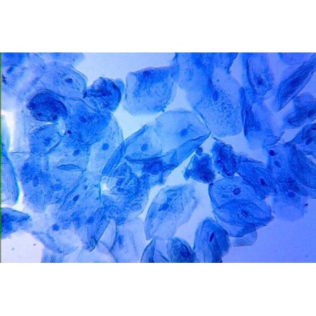 Tincion May-Grünwald 250ml