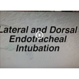 Colocación de tubo...